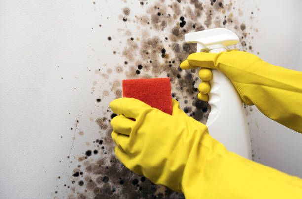 Best Mold Removal Process  in USA